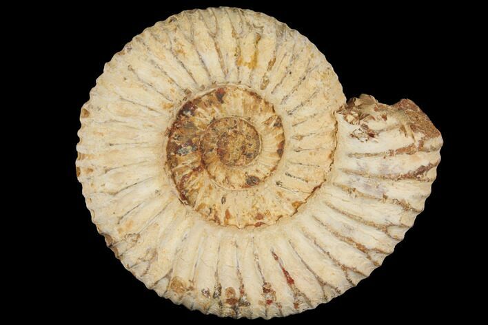 Perisphinctes Ammonite - Jurassic #100235